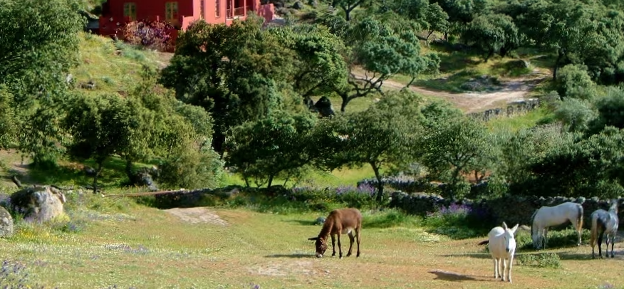 Solar panels and olive garden at an Andalusian eco villa